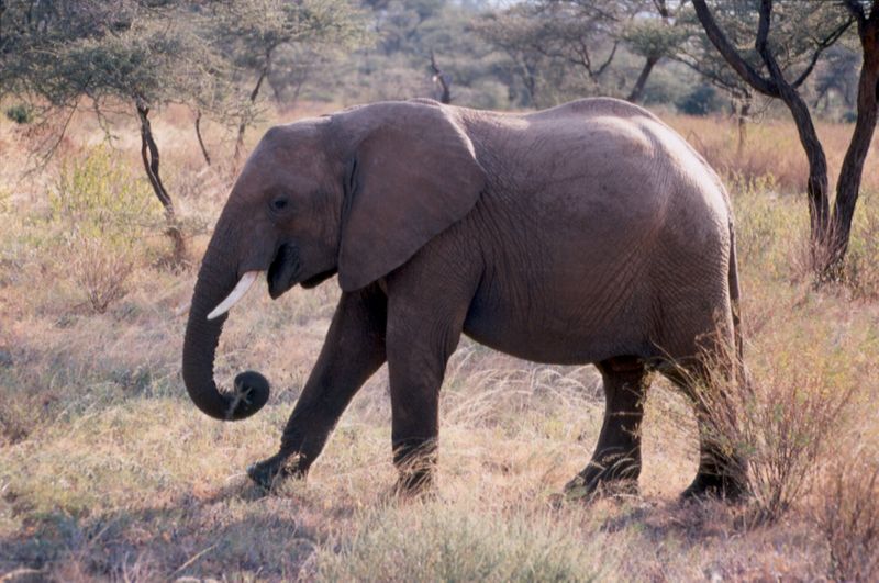 1-40 olifant- Samburu national reserve